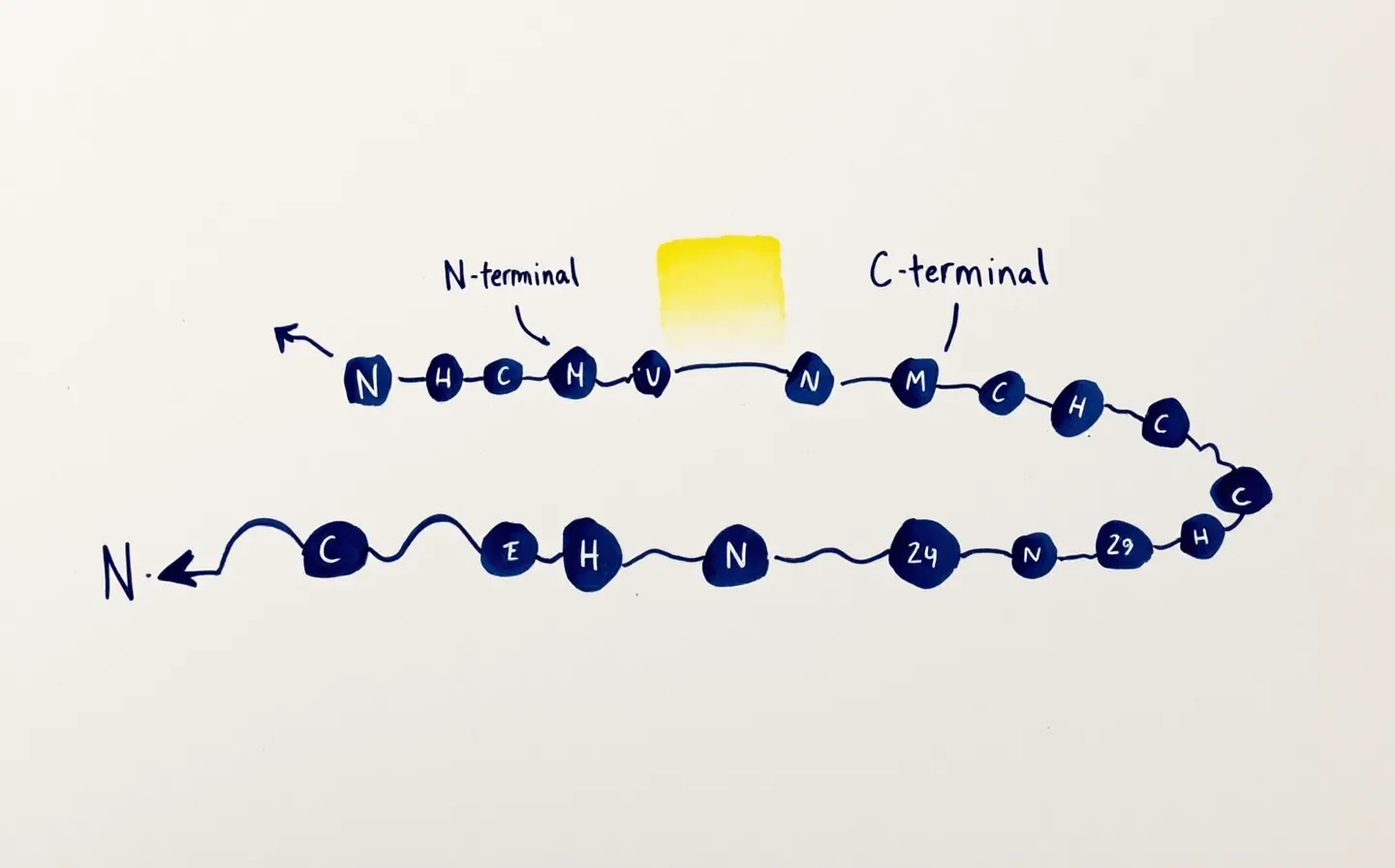 Start with the shape of the molecule